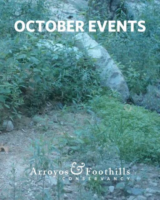 AFC is welcoming the fall season with all kinds of events 🍂🍃 There are opportunities for everyone to get involved with local urban conservation in October!⁠
⁠
Join us for a bioblitz at Rubio Canyon, a tour of the Cottonwood Canyon wildlife corridor, or a beginners session on growing CA native plants in your yard. Plus, all month long we'll be at community events hosted by our partners in conservation.⁠
⁠
Visit our link in bio for more information about all these events. See you this month! ⁠
⁠