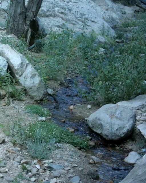 A bear munches their way down the Rubio Canyon stream!⁠
⁠
#trailcamtuesday #cablackbear⁠
#rubiocanyon⁠
#altadena⁠
#arroyosfoothillsconservancy