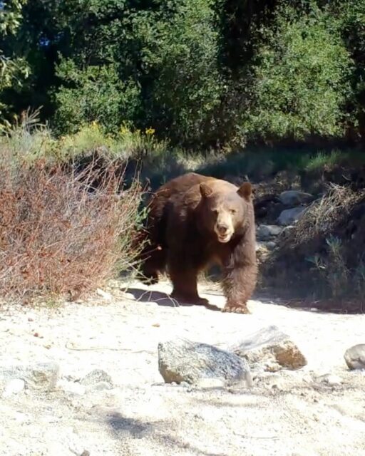 Over the summer we posted about a bear and her two cubs that were growing up at Rosemont Preserve. We hadn’t caught a glimpse of them in a while, but a few days ago Denis Callet’s camera revealed the cubs are back and MUCH bigger! They’re looking healthy and as energetic as ever. 

See them running through the Preserve here and scroll through for a stroll down memory lane 🥹

@deniscallet

Investigating the camera in late June

Wrestling through the Preserve in June

An evening stroll in May

The first time we saw them using the trails inside Rosemont. May

Our very first video of them! Early May