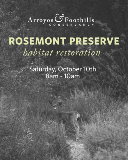 Help keep Rosemont Preserve thriving for wildlife and maintained for upcoming field trips. ⁠
⁠
This Saturday, October 10th, join us at the Preserve in La Crescenta from 8am - 10am. ⁠
⁠
If you have any of the following tools, please consider bringing them: shovels, spades, loppers, hatchets, clippers. Other tools and equipment will be available.⁠
⁠
Registration is requested - just visit our link in bio!⁠
⁠
Photo by Maya Wali Richardson⁠