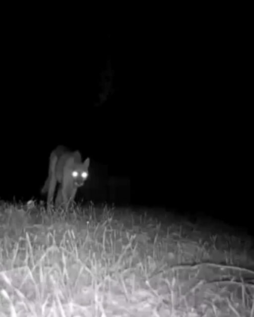 A mountain lion recently seen at Rosemont Preserve. Sound on to enjoy the nighttime soundscape of the Preserve 🎶⁠
⁠
🎥: Denis Callet @deniscallet⁠
⁠
#trailcamtuesday #mountainlion #rosemontpreserve #arroyosfoothillsconservancy