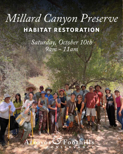 Join us at Millard Canyon Preserve to help maintain this special place as a wildlife refuge!⁠
⁠
This Saturday, October 10th, volunteers will meet at 9am. If you have them, please bring tools such as weed whackers, pruners, loppers, or other hand tools suitable for cutting and clearing vegetation.⁠
⁠
Registration is requested (link in bio!)