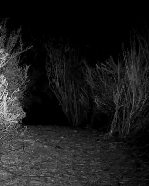 A large CA black bear moving through Rosemont Preserve last month 🐻⁠
⁠
🎥: Denis Callet @deniscallet⁠
⁠
#trailcamtuesday #cablackbear⁠
#rosemontpreserve #arroyosfoothillsconservancy