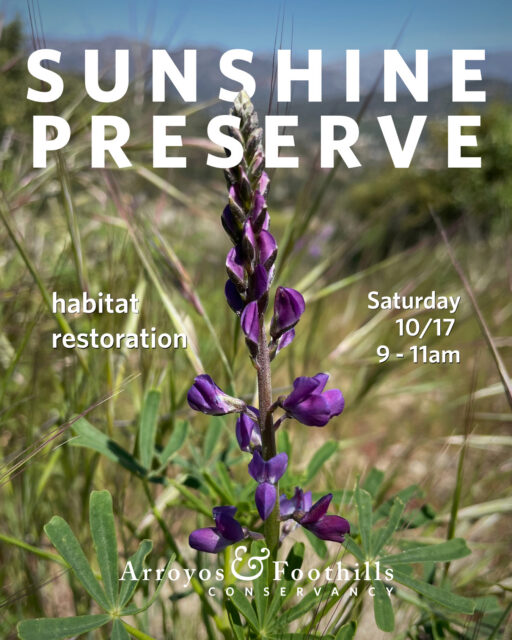 This Saturday, October 17th, join AFC at the Sunshine Preserve in Glendale! Help the community in restoring this open space. ⁠
⁠
Please bring water and we recommend wearing pants, long sleeve shirts, and sturdy shoes. If available to you, we also recommend bringing a tool such as a shovel, hand pruner, or trowel.⁠
⁠
Registration is required for this volunteer event. You can sign up via our link in bio or by visiting arroyosfoothills.org/events⁠
⁠
For all news Sunshine Preserve, follow @thesunshinepreserve 🌞
