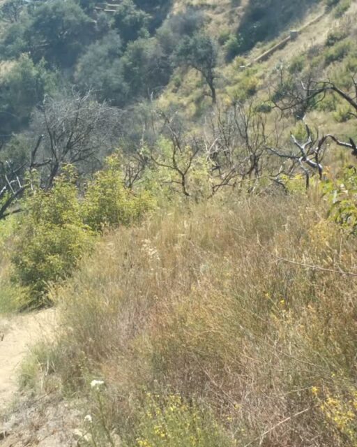 Rubio Canyon is a nice place for mule deer to snack 😊⁠
⁠
#trailcamtuesday #muledeer #rubiocanyon #altadena #arroyosfoothillsconservancy