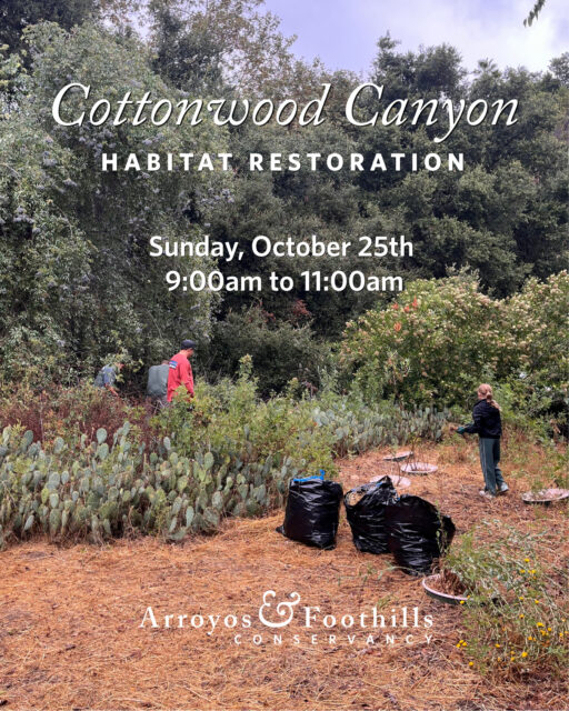 This Sunday, October 25th, help restore habitat at Cottonwood Canyon in Pasadena! We'll be working to ensure this beautiful area remains a thriving, healthy wildlife corridor. ⁠
⁠
Volunteers will meet at 9am - please bring work gloves and water, and wear sturdy shoes.⁠
⁠
Please register through the link in our bio. Thanks for supporting urban conservation!