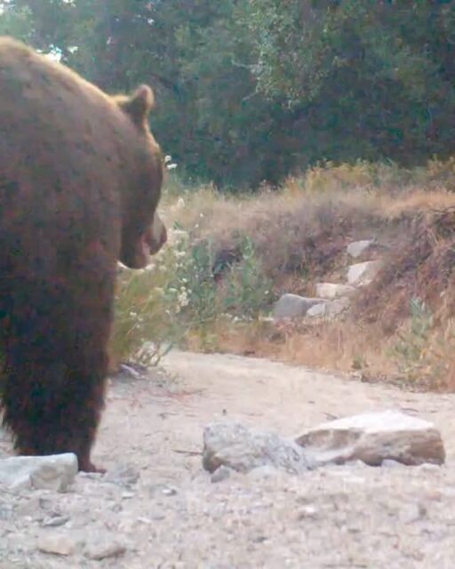 Not sure what the buckwheat did to deserve this...⁠
⁠
🎥: Denis Callet @deniscallet⁠
⁠
#trailcamtuesday #cablackbear #rosemontpreserve⁠
#arroyosfoothillsconservancy