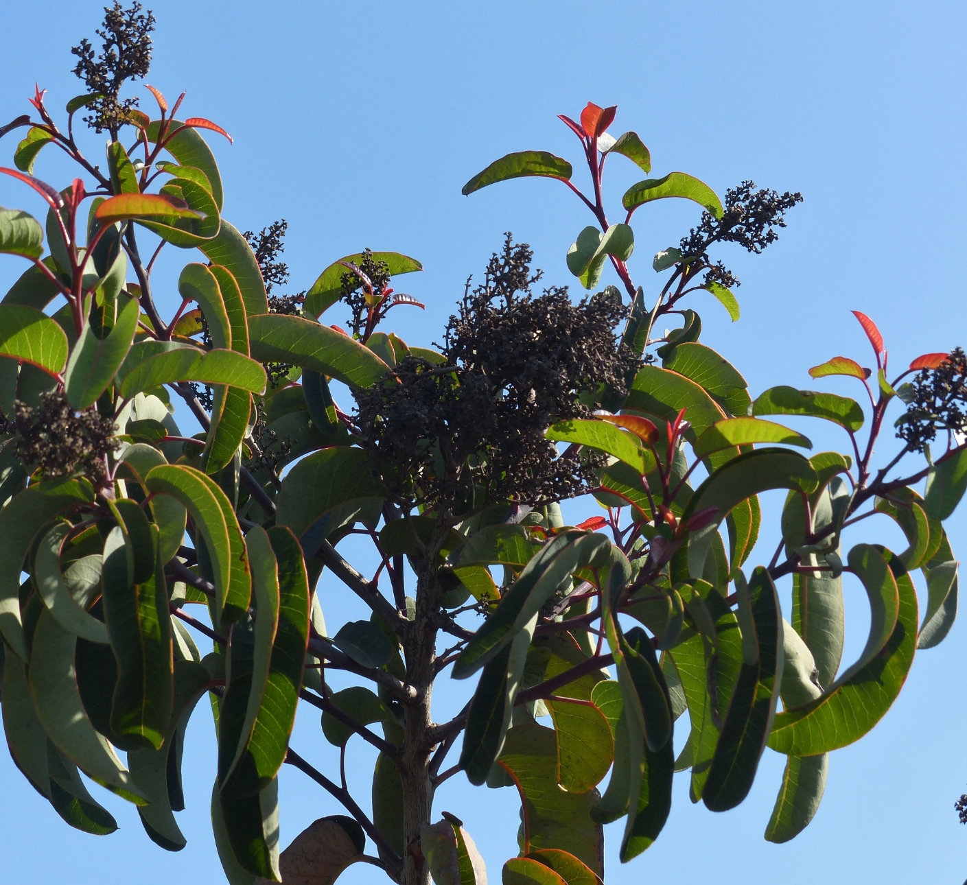 Native Plants – Arroyos & Foothills Conservancy